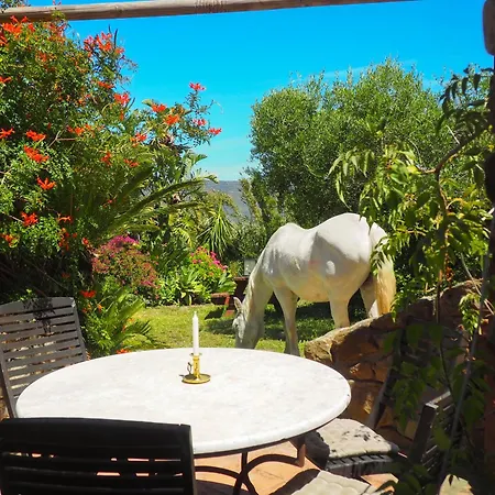 Apartment Horses And Nature