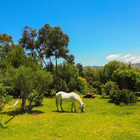 Apartment Horses And Nature *
