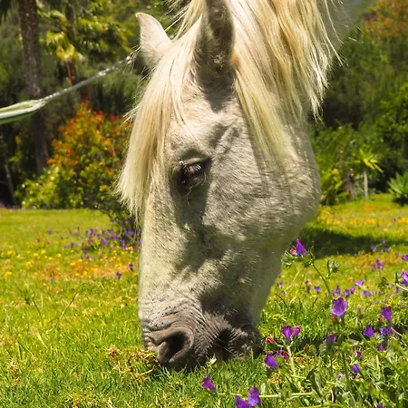 Horses And Nature