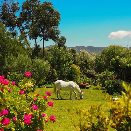 Apartment Horses And Nature