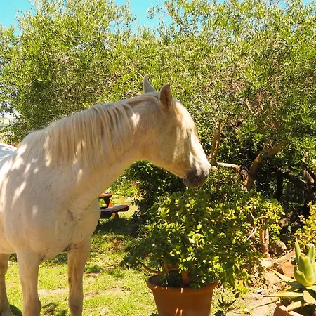 Apartment Horses And Nature *
