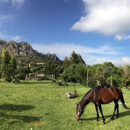 Horses And Nature