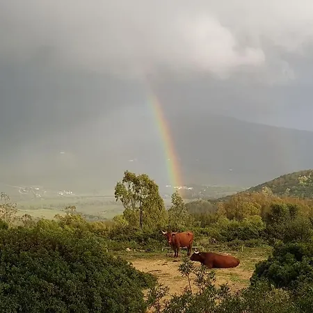 Horses And Nature *
