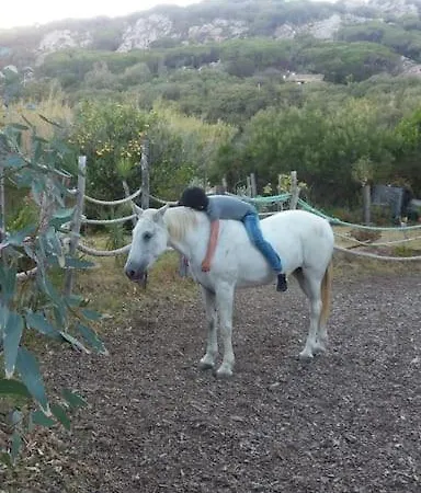 Horses And Nature