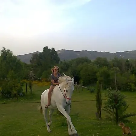 Apartment Horses And Nature *
