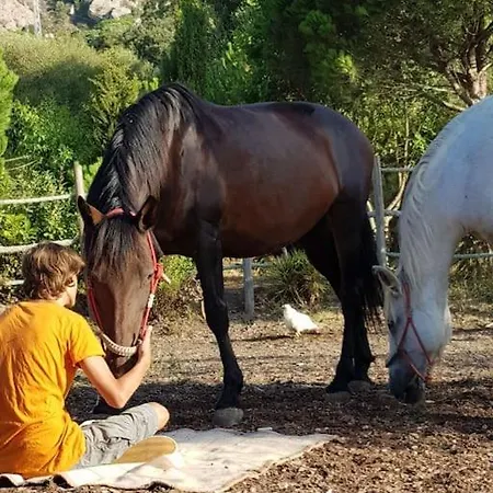 Apartment Horses And Nature *