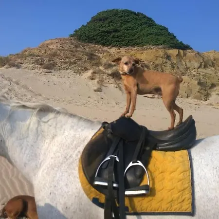 Horses And Nature *